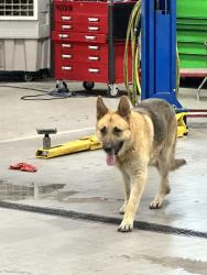 Found/Stray Unknown Dog last seen Hill Kelly dodge dealership, Pensacola, FL 32505