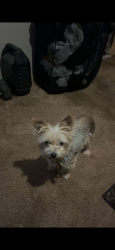 Lost Female Dog last seen Please contact Aricka , Edmond, OK 73003