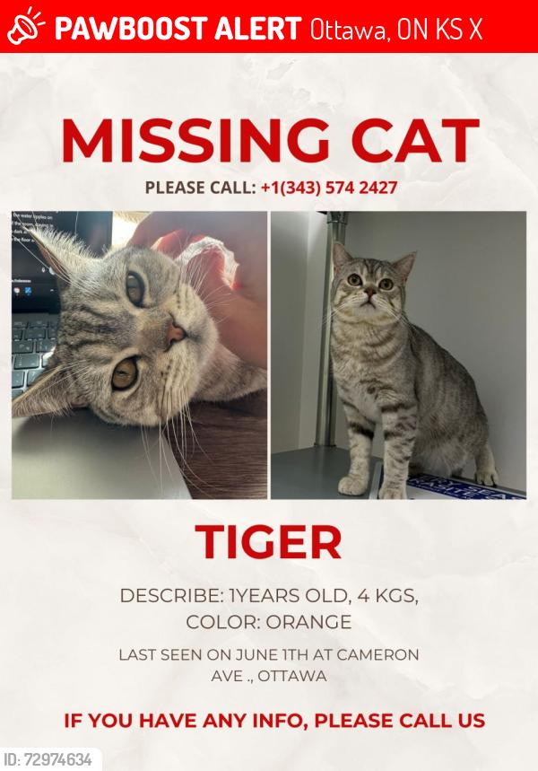 Lost Male Cat last seen Cameron avenue , Ottawa, ON K1S 0X2