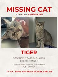 Lost Male Cat last seen Cameron avenue , Ottawa, ON K1S 0X2