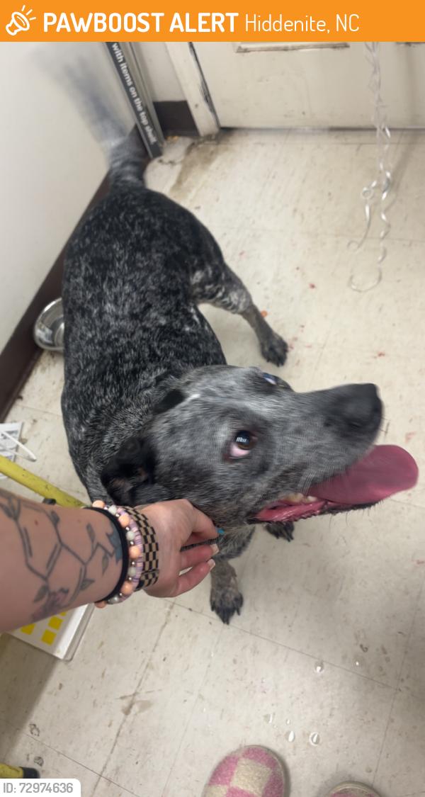 Found/Stray Male Dog last seen Dollar general , Hiddenite, NC 28636