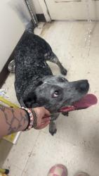 Found/Stray Male Dog last seen Dollar general , Hiddenite, NC 28636