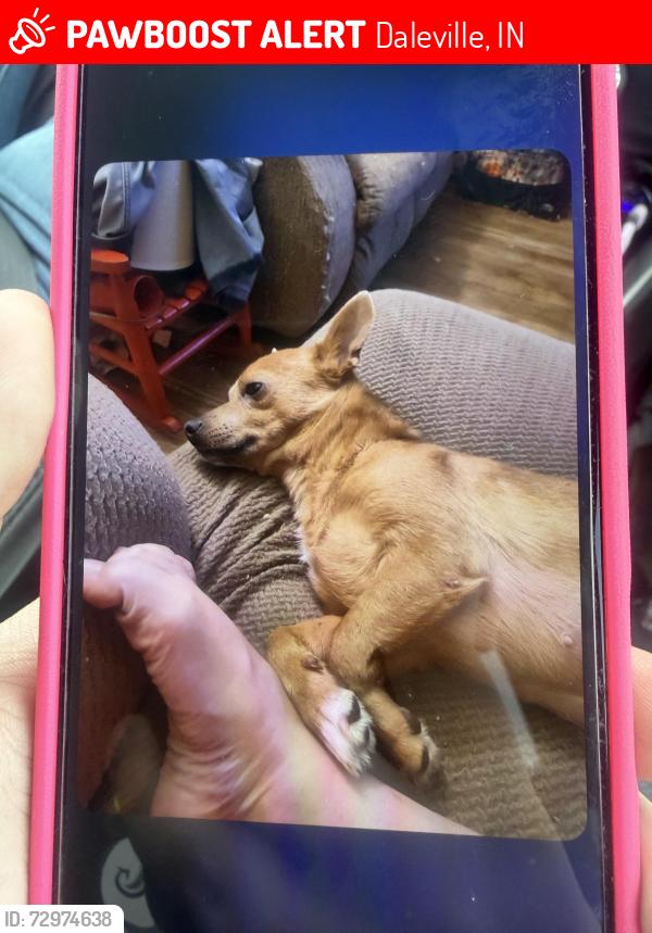Lost Male Dog last seen SR-67 Near Speedway and Wendy’s , Daleville, IN 47334