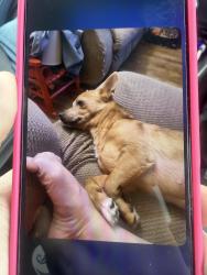 Lost Male Dog last seen SR-67 Near Speedway and Wendy’s , Daleville, IN 47334