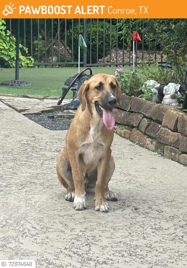 Found/Stray Male Dog last seen TeasWood dr & Enchanted Stream Dr, Conroe, TX 77304