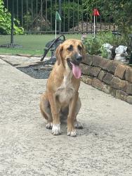 Found/Stray Male Dog last seen TeasWood dr & Enchanted Stream Dr, Conroe, TX 77304