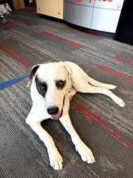Reunited Male Dog last seen Braker and Metric, Austin, TX 78758