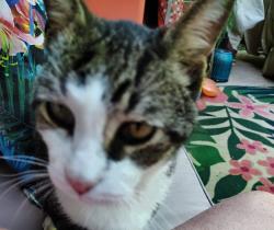 Found/Stray Unknown Cat last seen Center Point Road , Hendersonville, TN 37075