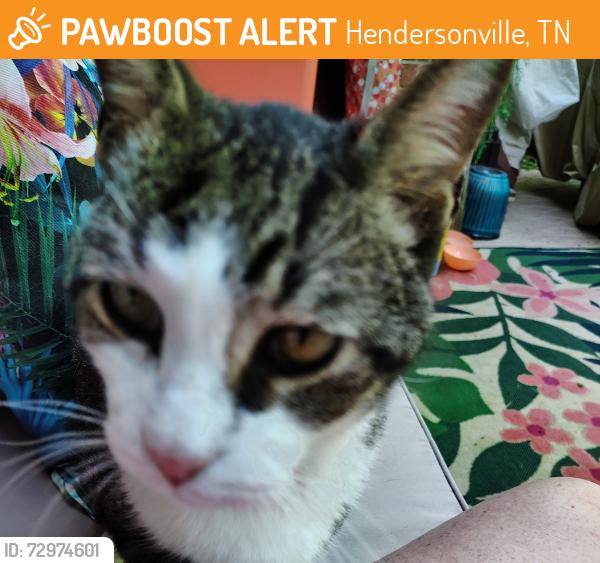 Found/Stray Unknown Cat last seen Center Point Road , Hendersonville, TN 37075