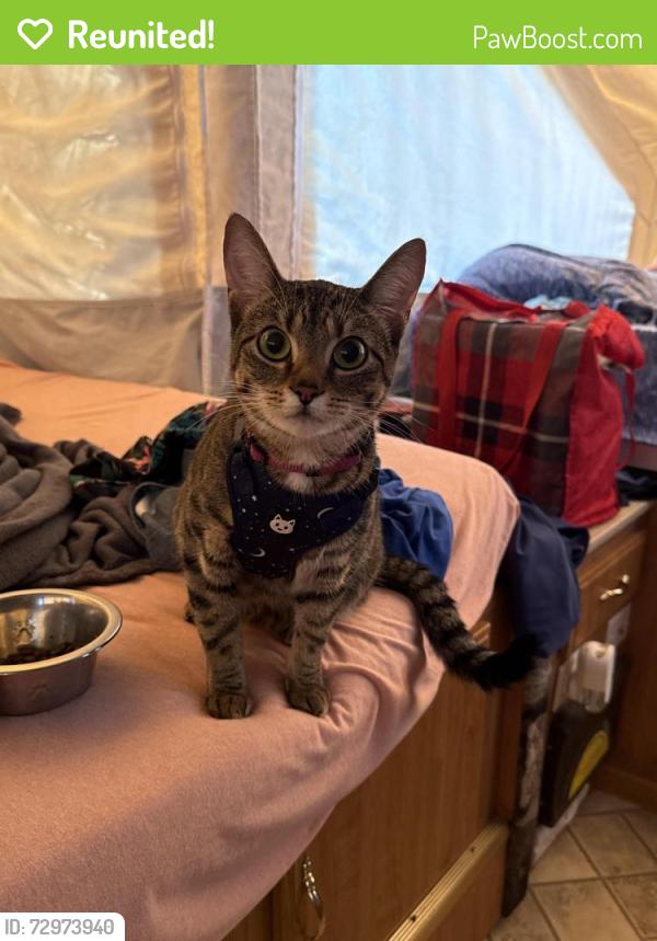 Reunited Female Cat last seen Fort Ave and Polk St, Tybee Island, GA 31328