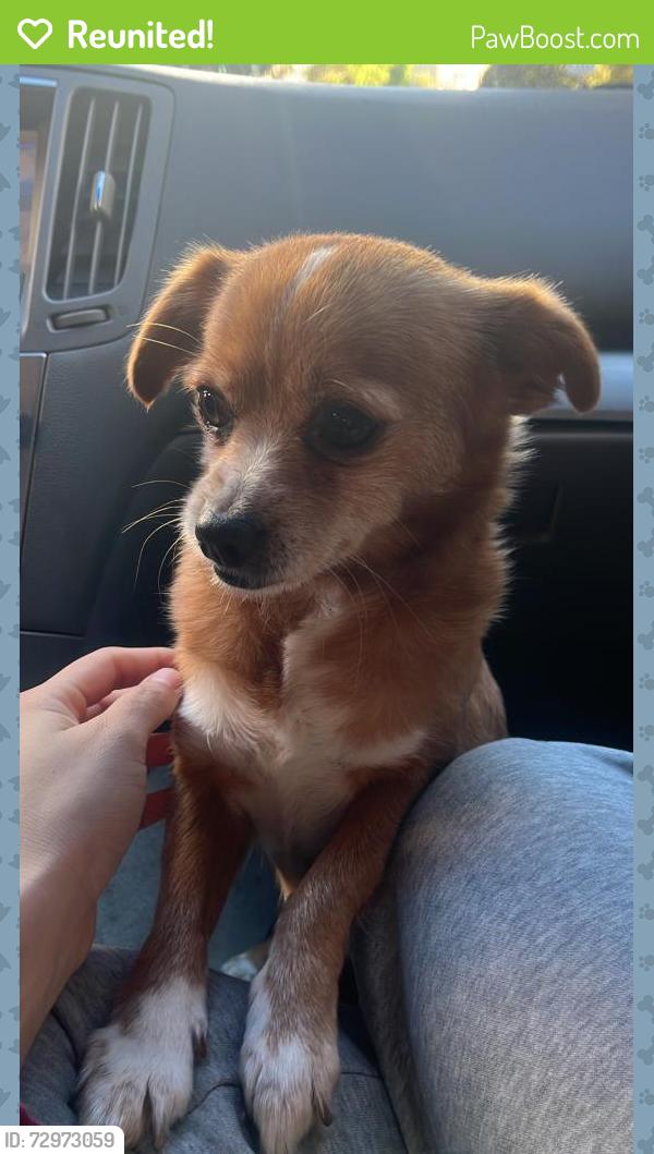 Reunited Female Dog last seen Near E Caribbean Dr, Sunnyvale, CA 94089, USA, Sunnyvale, CA 94089