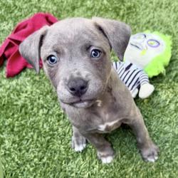 Shelter Stray Male Dog last seen , Los Angeles, CA 90018