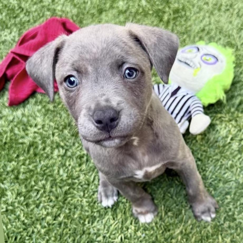 Shelter Stray Male Dog last seen , Los Angeles, CA 90018