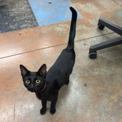Shelter Stray Female Cat last seen , 2350 Appling City Cove, Memphis, TN 38133, USA