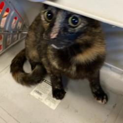 Shelter Stray Female Cat last seen , Memphis, TN 38133