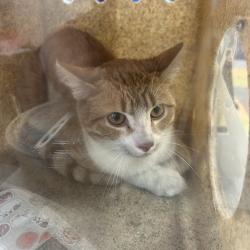 Shelter Stray Male Cat last seen , Philadelphia, PA 19140