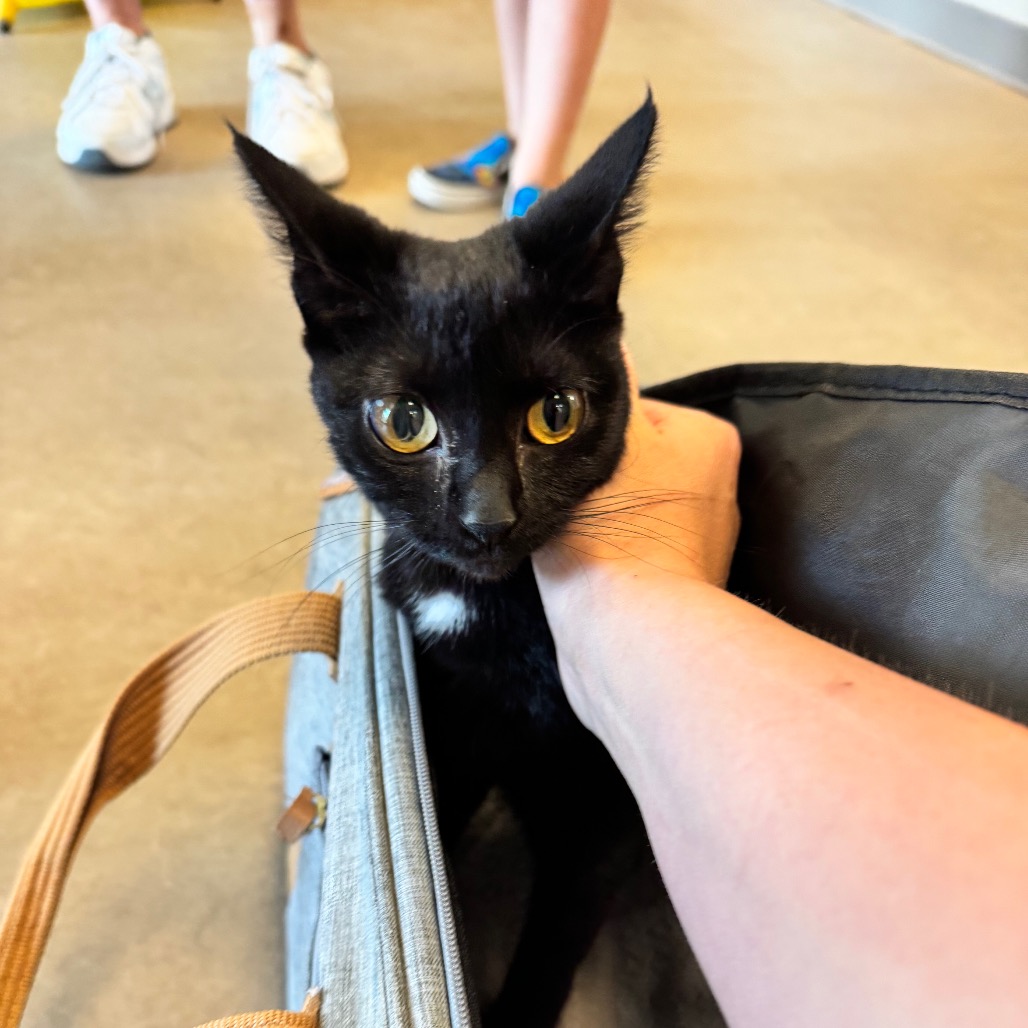Shelter Stray Female Cat last seen , Bristol, IN 46507