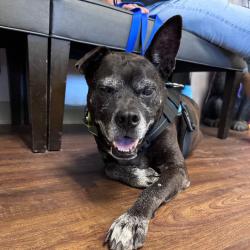 Shelter Stray Male Dog last seen , Port Richey, FL 34653