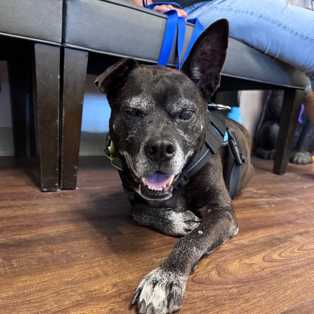 Shelter Stray Male Dog last seen , 8020 Washington St, Port Richey, FL 34668, USA