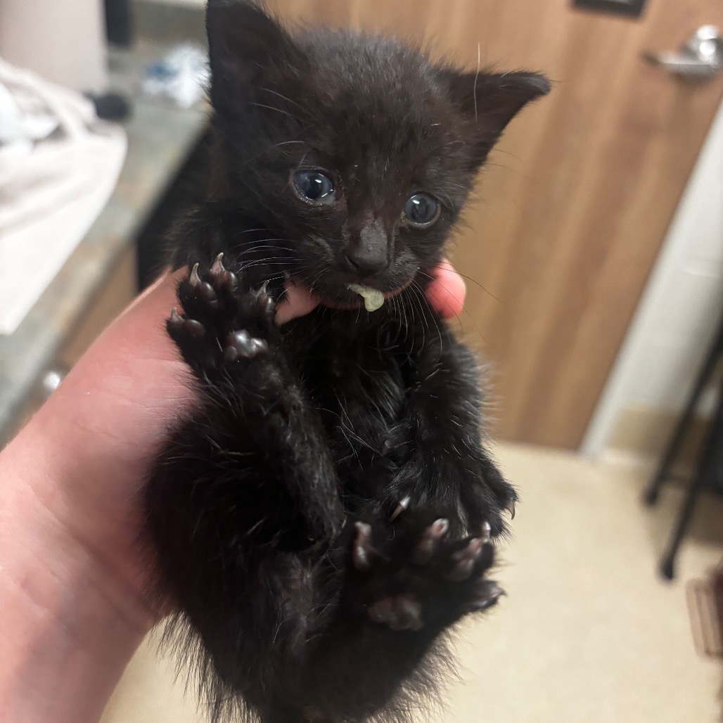 Shelter Stray Male Cat last seen , 54687 Co Rd 19, Bristol, IN 46507, USA