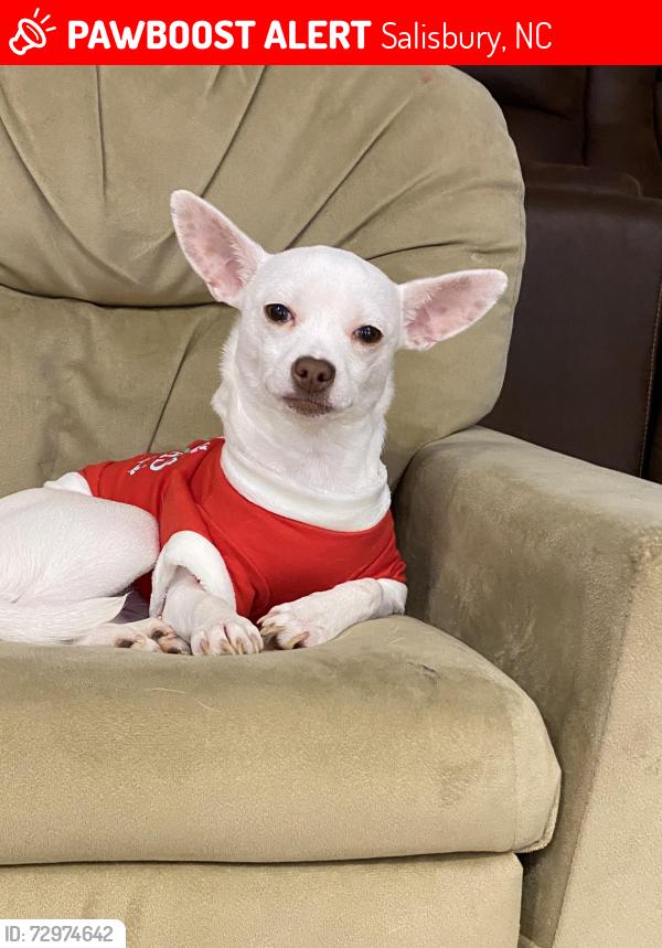 Lost Female Dog last seen Rachel ln Salisbury nc, Salisbury, NC 28147