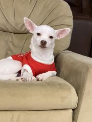 Lost Female Dog last seen Rachel ln Salisbury nc, Salisbury, NC 28147