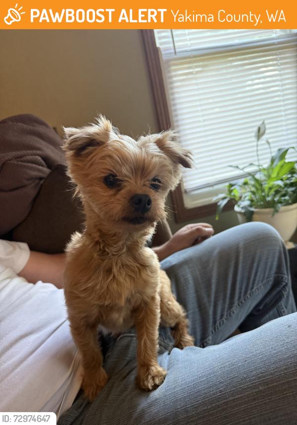 Found/Stray Male Dog last seen Wheelers Kountry Korner area , Yakima County, WA 98951