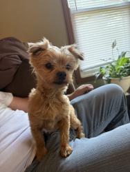 Found/Stray Male Dog last seen Wheelers Kountry Korner area , Yakima County, WA 98951