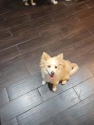Reunited Male Dog last seen Sloan and Sahara , Las Vegas, NV 89142