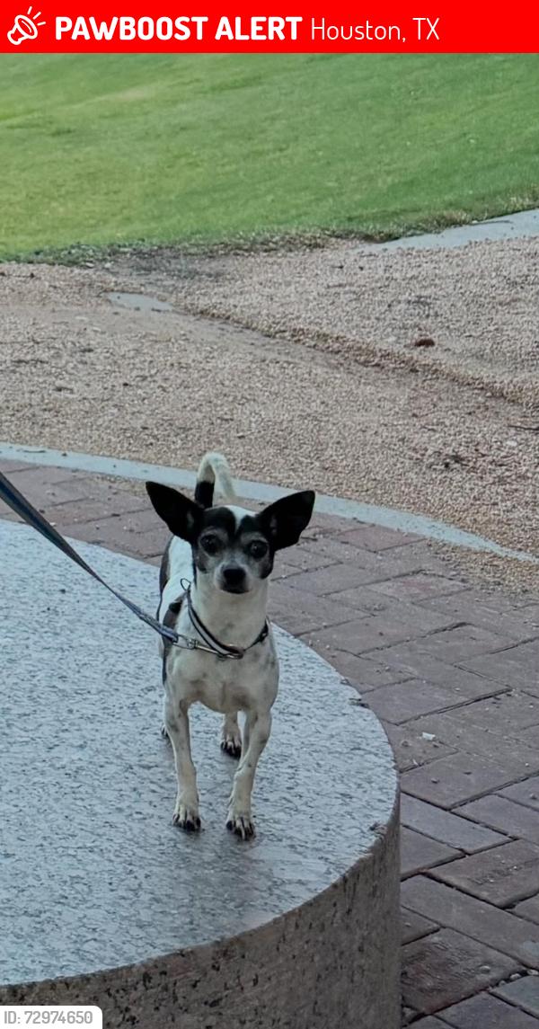 Lost Female Dog last seen Near Tulip Oak Dr, Houston, TX  77068, Houston, TX 77068