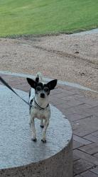 Lost Female Dog last seen Near Tulip Oak Dr, Houston, TX  77068, Houston, TX 77068