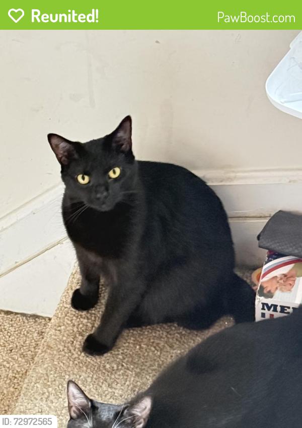 Reunited Male Cat last seen Baneberry & Primrose Pl, Belcamp, MD 21017