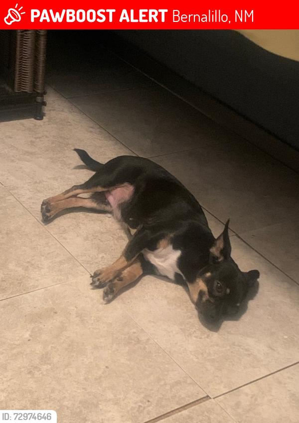Lost Female Dog last seen Near Calle Felipe Bernalillo , Bernalillo, NM 87004
