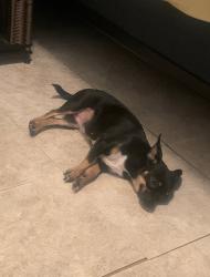 Lost Female Dog last seen Near Calle Felipe Bernalillo , Bernalillo, NM 87004