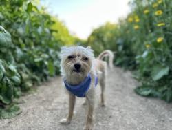 Lost Female Dog last seen The Gardens in San Pedro, Los Angeles, CA 90731
