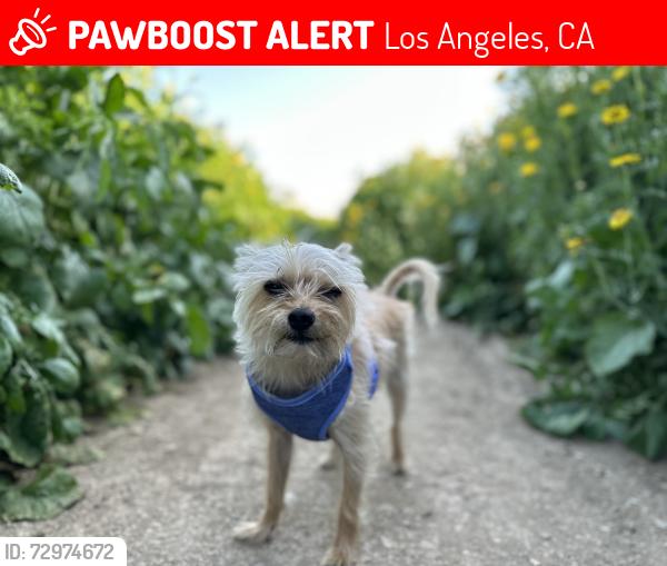 Lost Female Dog last seen The Gardens in San Pedro, Los Angeles, CA 90731