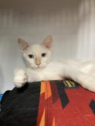 Lost Male Cat last seen Near Chapel Cove Ct, Cypress, TX 77429