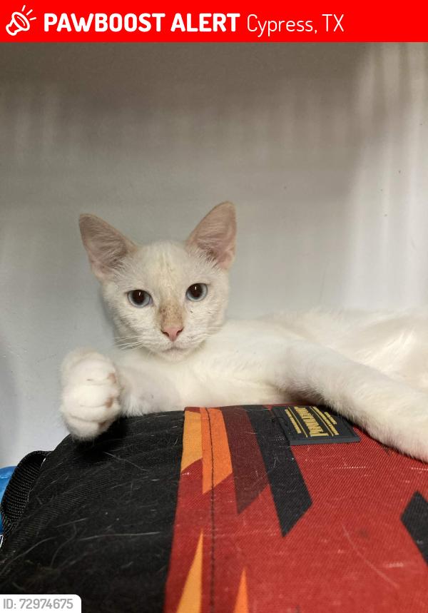 Lost Male Cat last seen Near Chapel Cove Ct, Cypress, TX 77429