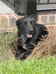 Found/Stray Unknown Dog last seen Edwards and Greenwood intersection, Sanford, NC 27332