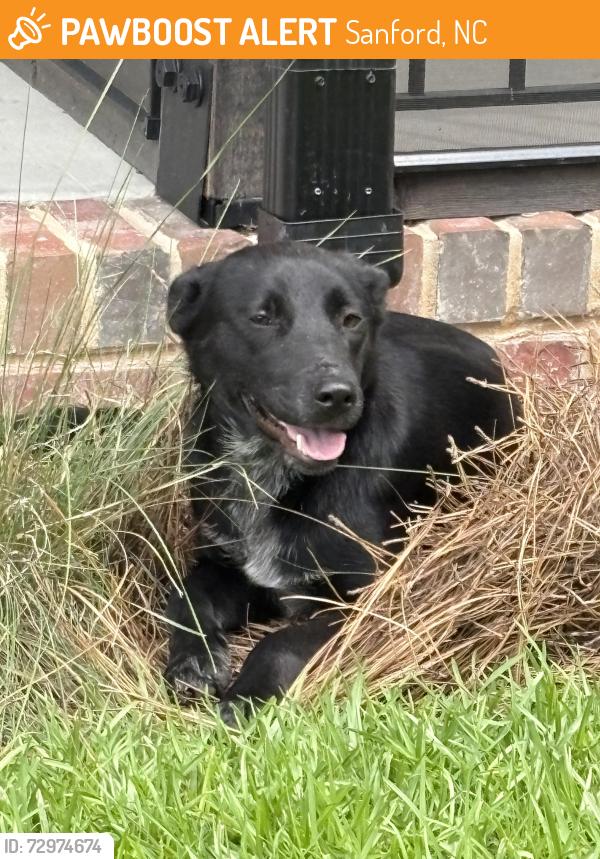 Found/Stray Unknown Dog last seen Edwards and Greenwood intersection, Sanford, NC 27332