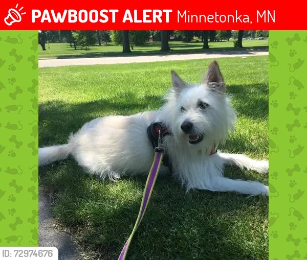 Lost Male Dog last seen Minnetonoka Blvd & Hopkins Crossroads, Minnetonka, MN 55305