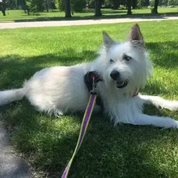 Lost Male Dog last seen Minnetonoka Blvd & Hopkins Crossroads, Minnetonka, MN 55305