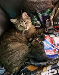 Reunited Female Cat last seen 47th Ave and encanto , Phoenix, AZ 85035