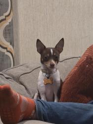 Reunited Male Dog last seen Youth land Academy, Cheviot, OH 45211