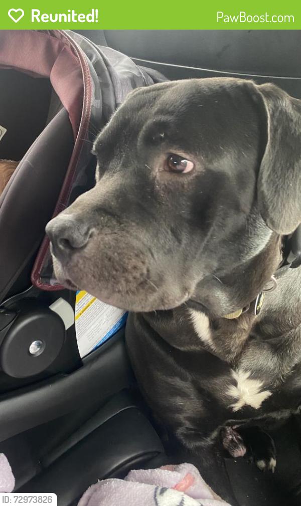 Reunited Male Dog last seen Ramseur Rd, South D Ave, Salem church Road area. , Maiden, NC 28650