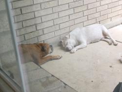 Found/Stray Female Dog last seen Shaenwest, San Antonio, TX 78254