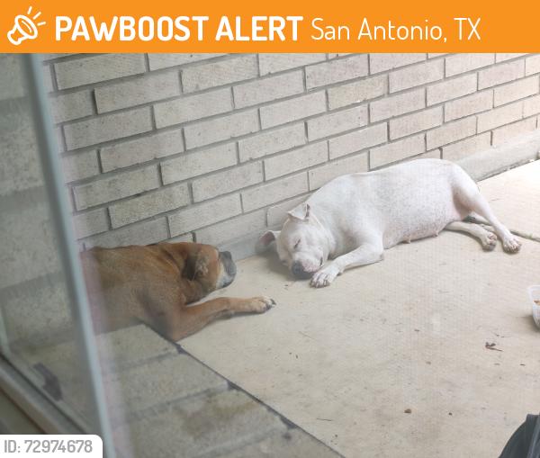 Found/Stray Female Dog last seen Shaenwest, San Antonio, TX 78254