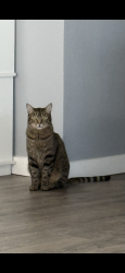 Lost Male Cat last seen 76th and simms area , Arvada, CO 80005