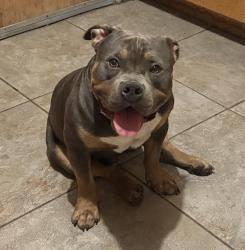 Lost Male Dog last seen Jimmies Market between Darby and Blake Street, Muscoy, CA 92407