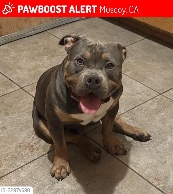 Lost Male Dog last seen Jimmies Market between Darby and Blake Street, Muscoy, CA 92407